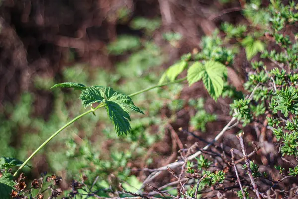 Divoky Chmel (divokého chmele, Divoký chmel, chmel může, aromatické oleje, Humulus lupulus) Divoky Chmel