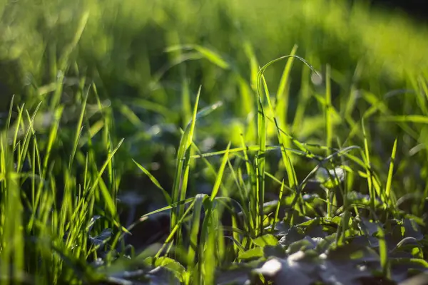 stock image Early morning sunlight illuminates the lush green grass, casting a soft, tranquil glow. The delicate blades create a peaceful scene, embodying the freshness of nature.