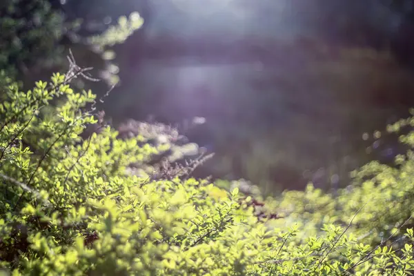 Güneş ışığı yemyeşil yaprakların arasından süzülerek yumuşak, rüya gibi bir atmosfer yaratır. Işığın ve gölgenin etkileşimi canlı yaprakları vurguluyor. Sahneye huzurlu ve huzurlu bir dokunuş katıyor..