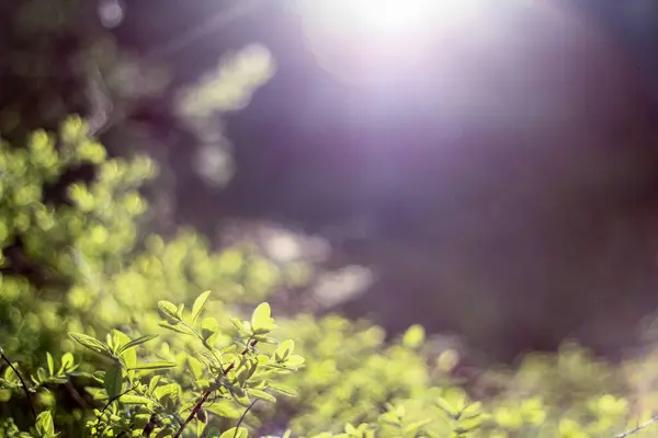 Güneş ışığı yemyeşil yaprakların arasından süzülerek yumuşak, rüya gibi bir atmosfer yaratır. Işığın ve gölgenin etkileşimi canlı yaprakları vurguluyor. Sahneye huzurlu ve huzurlu bir dokunuş katıyor..