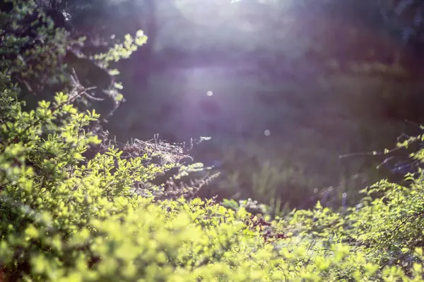 stock image Sunlight filters through lush green foliage, creating a soft, dreamy atmosphere. The interplay of light and shadow highlights the vibrant leaves, adding a peaceful and serene touch to the scene.