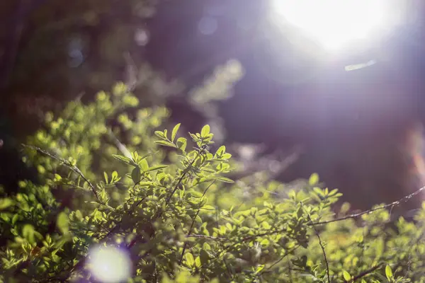 Parlak güneş ışığı canlı yeşil yaprakları aydınlatır, göz alıcı, doğal bir manzara yaratır. Sıcak ve narin bokeh etkisi yeşilliğin tazeliğini ve canlılığını vurgular..