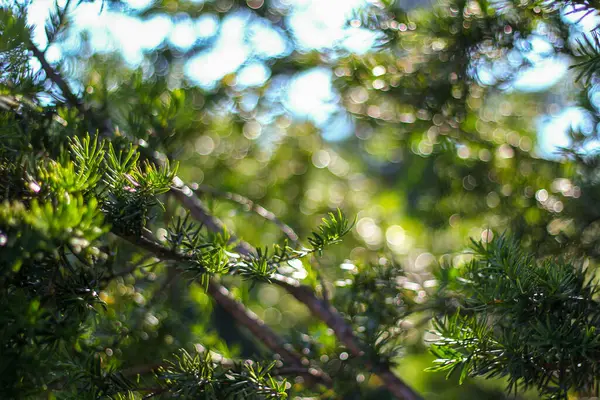 Güneş ışığı yemyeşil çam iğnelerinin arasından süzülerek arka planda yumuşak, rüya gibi bir bokeh etkisi yaratır. Parlak yeşillik ince ışık oyunuyla çelişiyor, sakin bir atmosferi çağrıştırıyor..