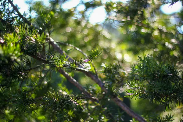 Güneş ışığı yemyeşil çam iğnelerinin arasından süzülerek arka planda yumuşak, rüya gibi bir bokeh etkisi yaratır. Parlak yeşillik ince ışık oyunuyla çelişiyor, sakin bir atmosferi çağrıştırıyor..