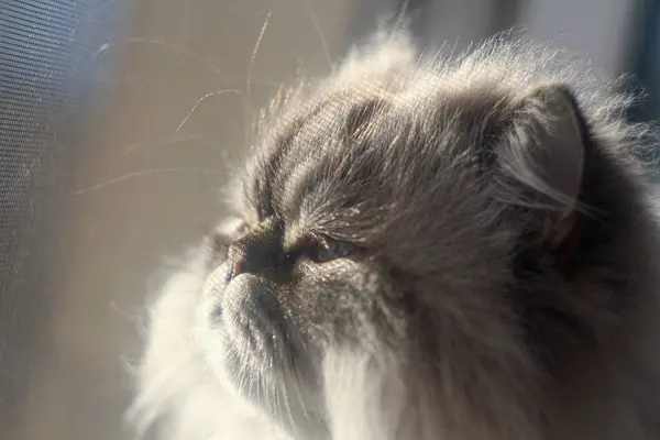 Huzurlu bir kedi, güneşin sıcacık parıltısıyla güneşlenir. Huzurlu bir düşünceyle gözleri kısmen kapanır. Yumuşak ışık kürkünü vurguluyor, sakin ve yansıtıcı bir an yaratıyor..