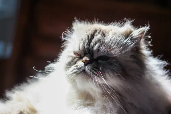 stock image A fluffy cat looks unimpressed, with its fur catching the warm sunlight. Its expression is a perfect blend of majestic and grumpy, making it both regal and endearing.