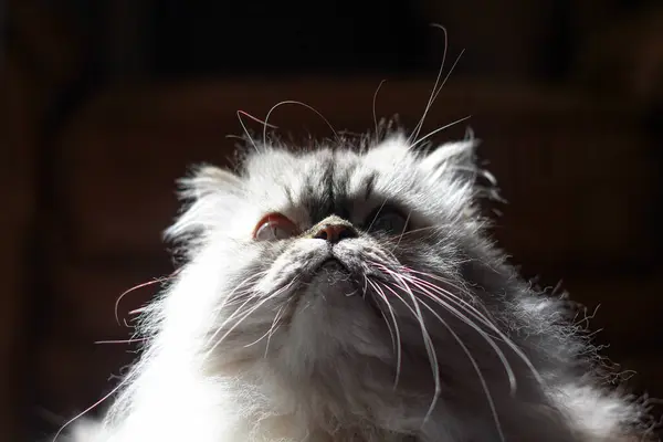 stock image A majestic cat gazes upward, its long whiskers illuminated by the soft sunlight. The upward angle emphasizes the cat's regal demeanor and thoughtful expression.