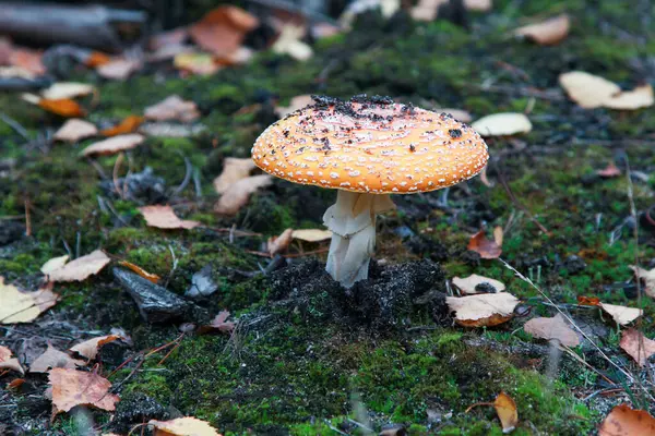 Yalnız bir Amanita muscaria mantarı orman zemininde gururla durur, parlak turuncu başlığı yosun ve düşen yapraklarla kaplı, beyaz siğillerle lekelenmiştir..