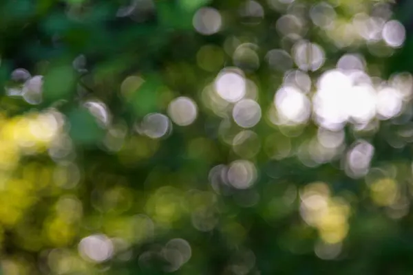 stock image A serene capture of natural bokeh, with soft, out-of-focus circles of light filtering through lush green foliage, creating a dreamy atmosphere.