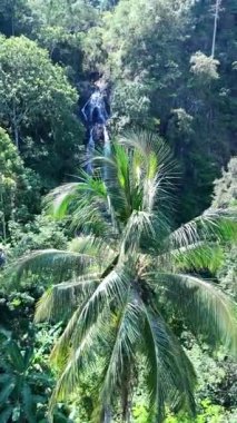 Endonezya 'daki taze yeşil orman ve şelalelerin manzarası. Şelalenin muhteşem manzarası. Güzel yaz sabahı