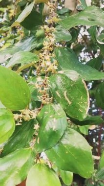 jujube çiçekleri ve meyvelerin yakın çekimi