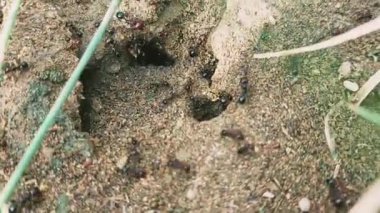 Vahşi karıncalar evi video klibi