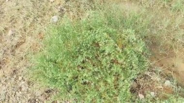 İbne ya da dhamasa bitkisinin vahşi yakın çekim videosu