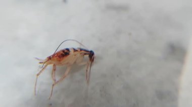 bebek hamamböceği makro yakın çekim videosu