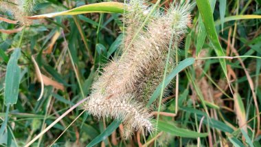 setaria magna çimen arpa grubu birbirine yapışmış. 