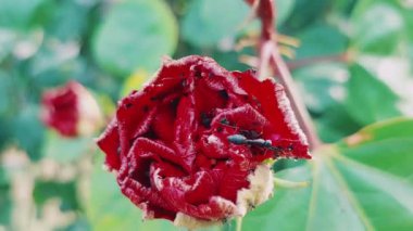 Karıncalar ve çiçeklerdeki diğer küçük böcekler makro yakın plan. 