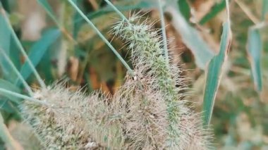 setaria magna çimen arpa grubu birbirine yapışmış. 