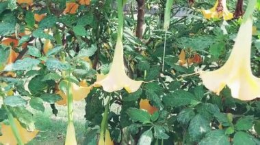 Brugmansia suaveolens 'in sarı çiçeklerine bakın 