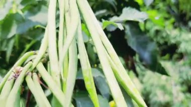 Esperanza tohumları. Fasulye yakından görünüyor.