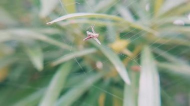 Örümcek ağına sıkışmış sivrisinek makro yakın plan.