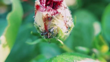 Karıncalar ve çiçeklerdeki diğer küçük böcekler makro yakın plan. 