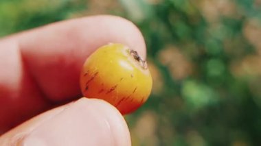 Gül tohumu. Çiçek. Makro yakın plan ekin.