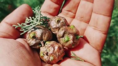 Olgun taze selvi külahının doğal ışık altında detaylı bir görüntüsü.