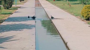 Susamış karga banyo yapıyor ve su kanalından su içiyor.