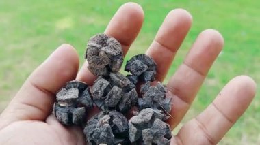 Olgun kuru selvi külahının doğal ışık altında detaylı bir görüntüsü.