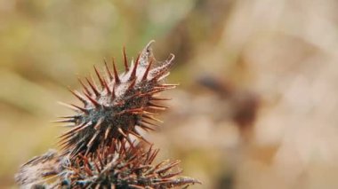 sert cocklebur makro mercekle yakın plan görüntüsü