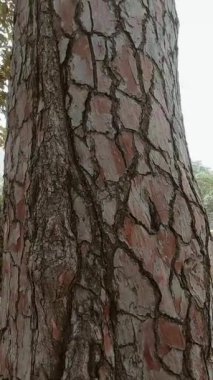 Uzun çam ağacı gövdesi Güzel yakın çekim manzarası 