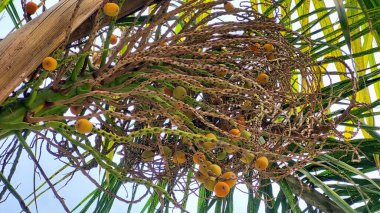 A closeup of Areca nut (betel nut) fruit on a palm tree, displaying its green or orange-colored outer husk clipart