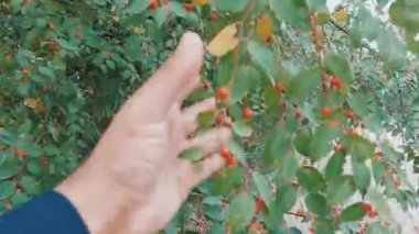 Dikenli böğürtlenli Celtis Ehrenbergiana yabani bitkisine yakın çekim