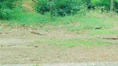 Vahşi doğada yaşayan bir firavun faresi ailesinin yakın çekim görüntüsü. Parlak vücutlarını ve tetikte duruşlarını sergiliyorlar.