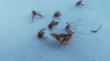 Sivrisinek ve diğer böceklerin cesetleri makro yakın çekim görüntüsü