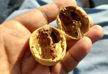 Ceviz kışın özel kuru meyve manzarası