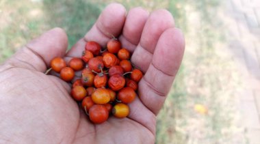 Taze yabani jujube çalıları meyvelerin yakın görüntüsü