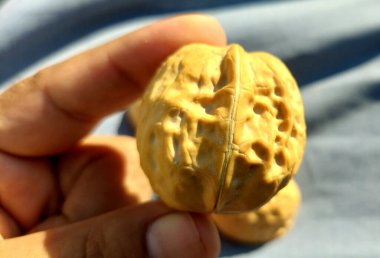 Ceviz kışın özel kuru meyve manzarası