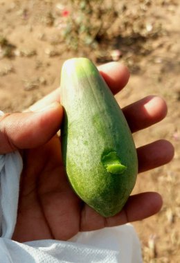 Ceiba speciosa diş ipi ipek ağacı yakın görüntüsü