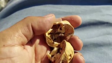 Ceviz, kış özel kuru meyve benzersiz ve yakın çekim video klibi
