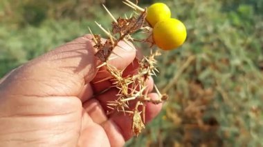 Solanum linnaeanum ya da ktai kandiari yabani bitki meyvesi
