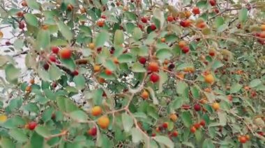 Vahşi çalıların taze yabani jujube meyveleri yakın çekim video klibi