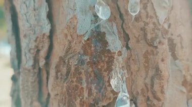 Chir Gond veya çam ağacı akasya sakızı yakın çekim video klibi