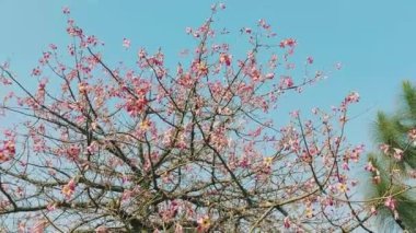 Ceiba Specosa. Çiçeklerle dolu ipek ağacı. Güzel video klip.