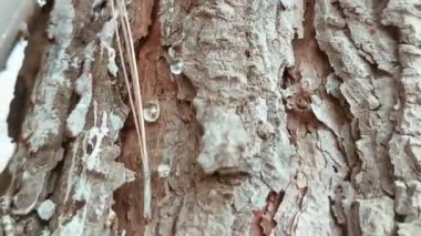 Chir Gond veya çam ağacı akasya sakızı yakın çekim video klibi