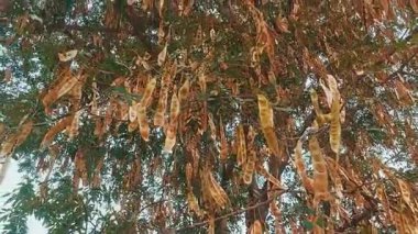 Dallarında kuru tohum kabukları asılı Albizia Lebbeck veya Siris ağacı