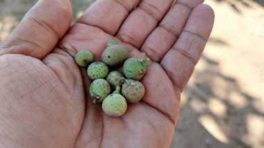 Ficus racemosa yaygın olarak incir kümesi veya yabani incir ağacı meyvesi olarak bilinir.