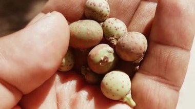 Ficus racemosa yaygın olarak incir kümesi veya yabani incir ağacı meyvesi olarak bilinir.