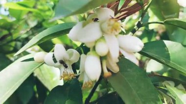 Syzygium micranthum ya da citrus ağacı çiçeklerinden nektör toplayan böcekler