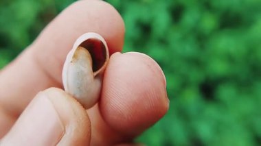 Bir salyangoz kabuğunun makro görüntüsü, karmaşık doğal yapısını ve dokularını gözler önüne seriyor.